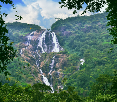 Wild Nature